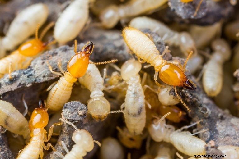 Termite – Significato e simbolismo del sogno