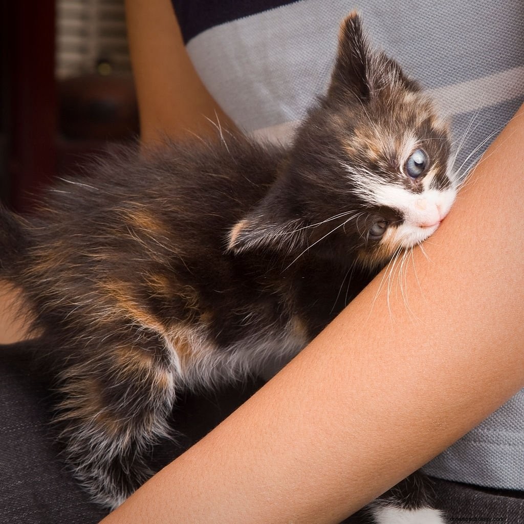 Katzenbeißen – Bedeutung und Symbolik von Träumen