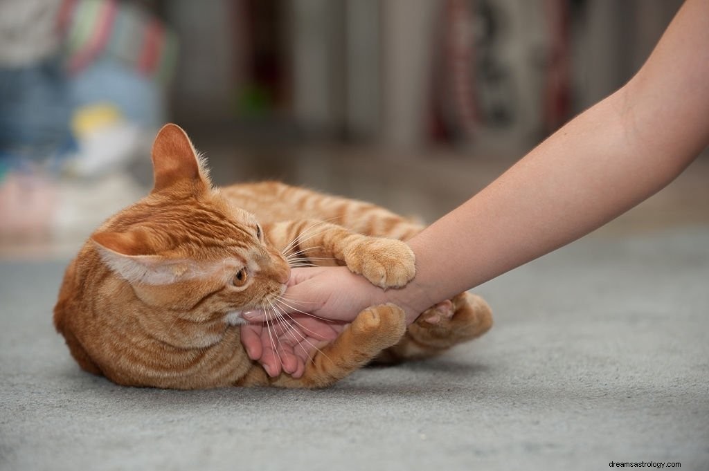 猫を噛む – 夢の意味と象徴