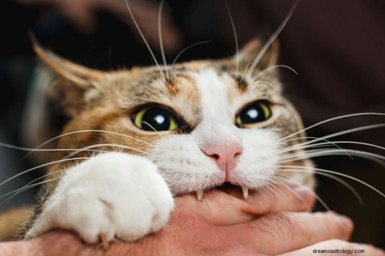 猫を噛む – 夢の意味と象徴