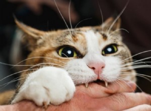Kočičí kousání – význam snu a symbolika