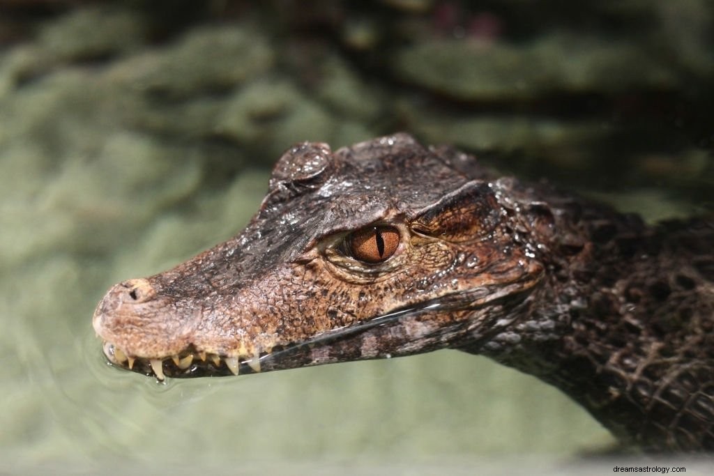 Alligator – Signification et symbolisme des rêves