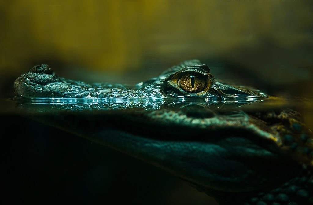 Aligator – znaczenie i symbolika snu