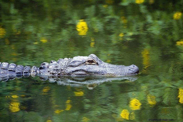 Alligator – drömmening och symbolik