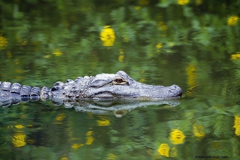 Alligator – Arti Mimpi dan Simbolisme