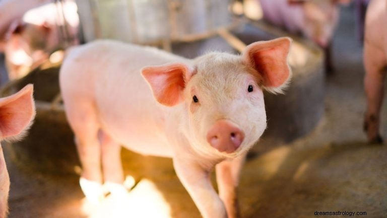 Schweinefleisch – Bedeutung und Symbolik von Träumen