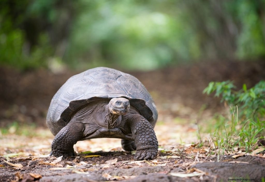 Schildpad – Droombetekenis en symboliek