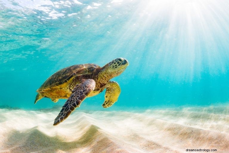 Schildkröte – Bedeutung und Symbolik von Träumen