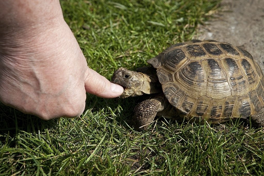 Tortue – Signification et symbolisme des rêves