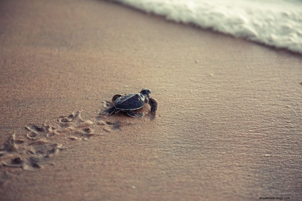 Schildkröte – Bedeutung und Symbolik von Träumen