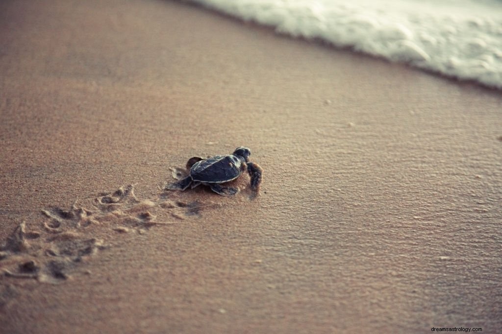 Schildpad – Droombetekenis en symboliek