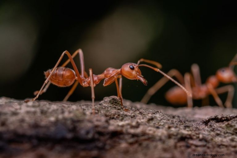 Formiga – Significado e simbolismo dos sonhos