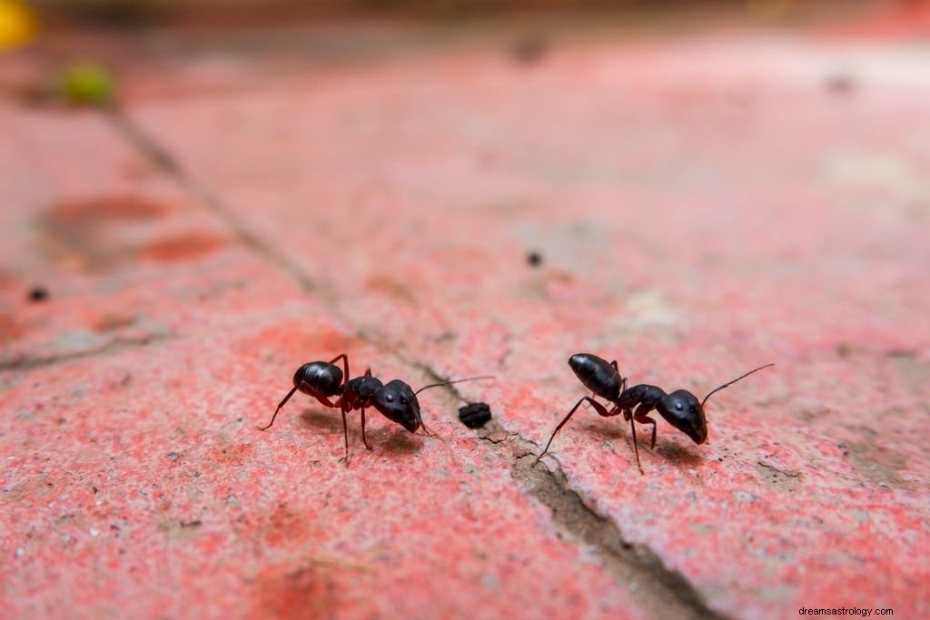 Formiga – Significado e simbolismo dos sonhos