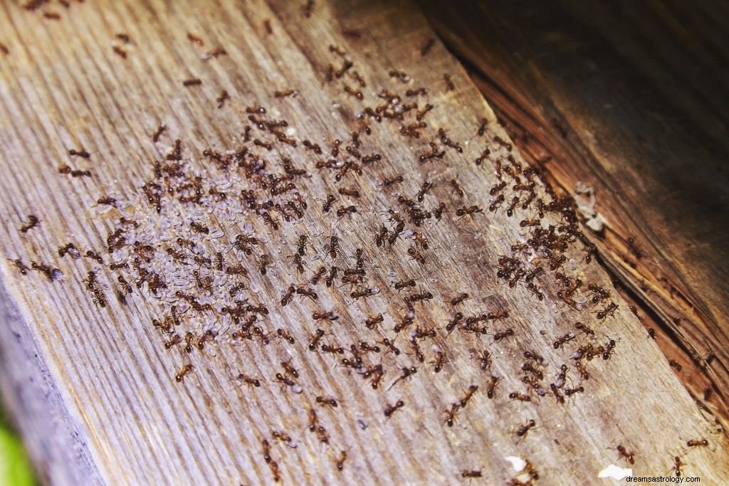 Hormiga – Significado y simbolismo de los sueños