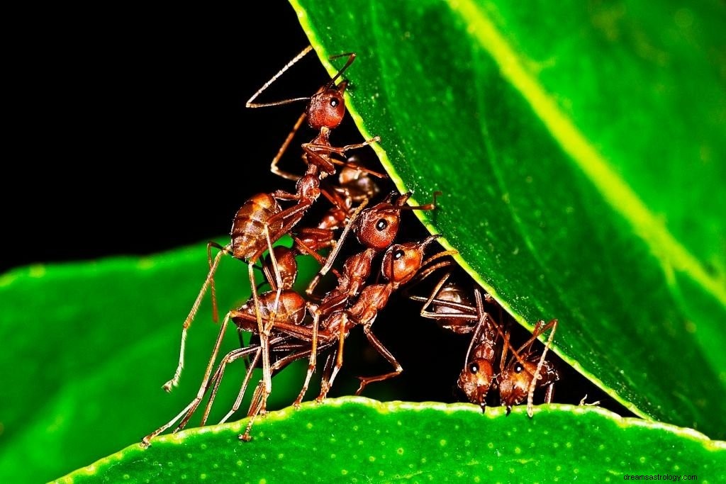 Μυρμήγκι – Όνειρο νόημα και συμβολισμός