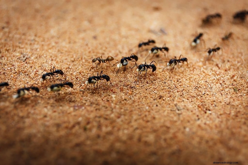 Myre – drømmebetydning og symbolik