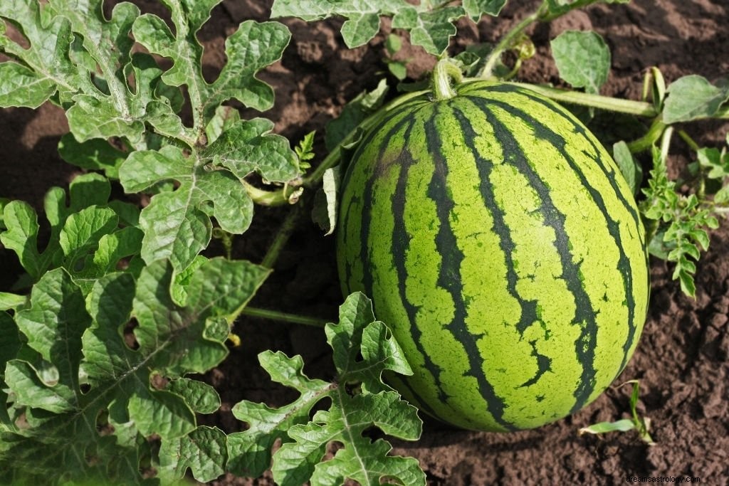 Vattenmelon – drömmening och symbolik