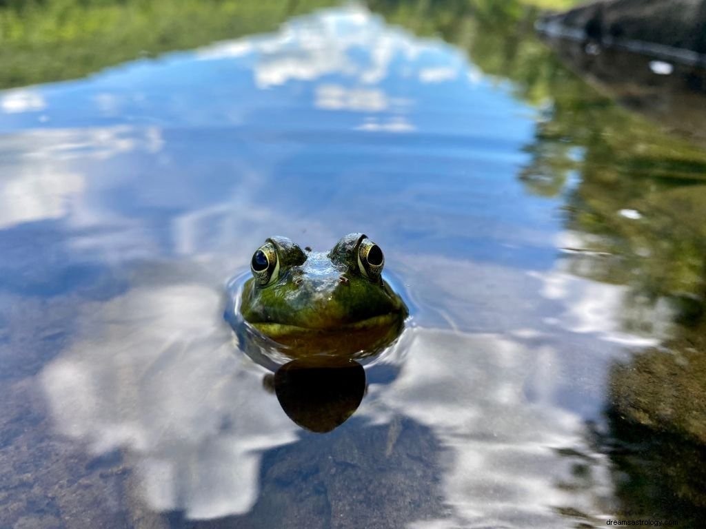 Katak – Arti Mimpi dan Simbolisme