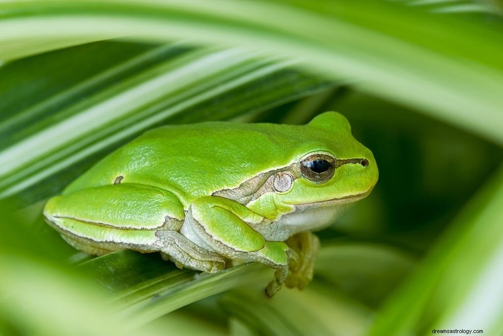 Frosch – Bedeutung und Symbolik von Träumen