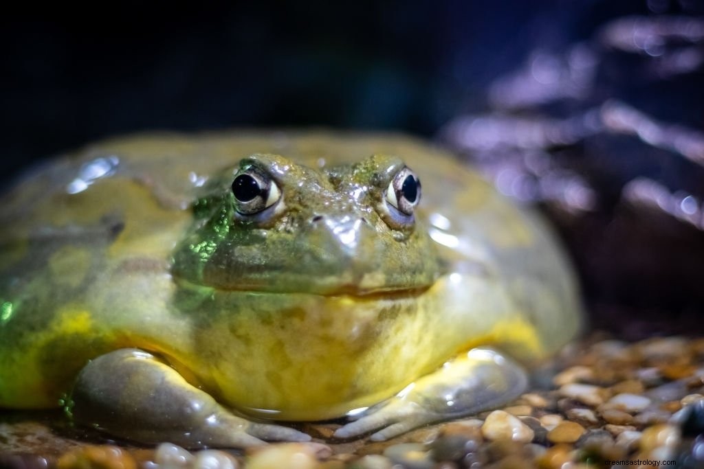 Frosch – Bedeutung und Symbolik von Träumen