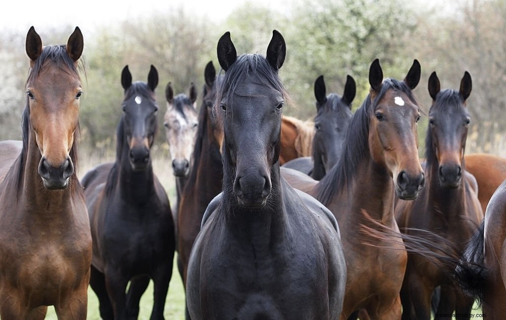 Kuda – Arti Mimpi dan Simbolisme