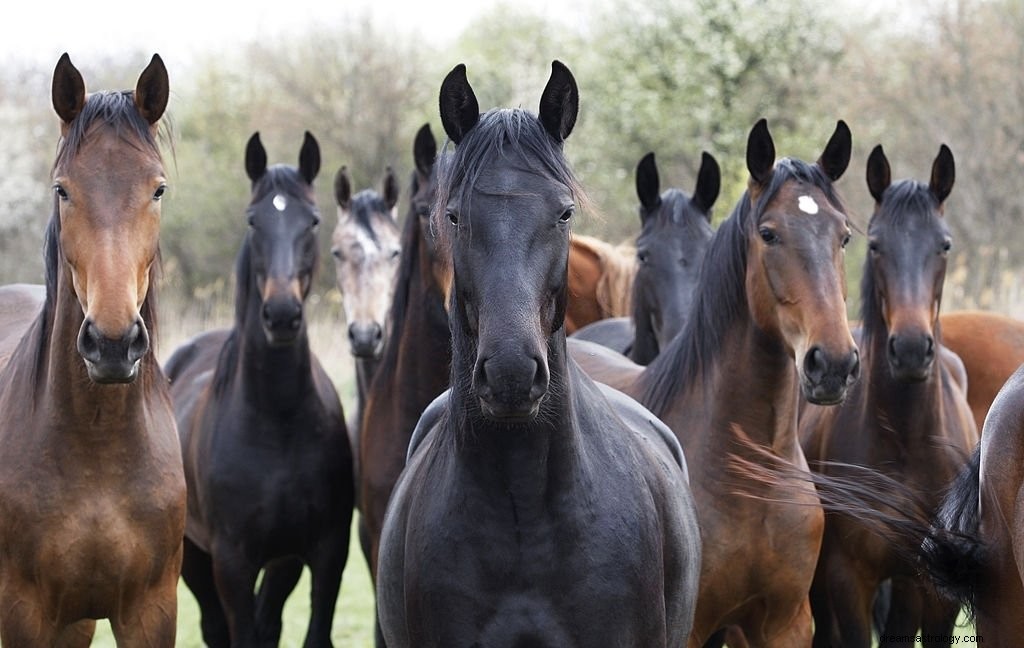 Paard – Betekenis en symboliek van dromen