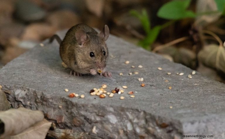 Muis – Betekenis en symboliek van dromen