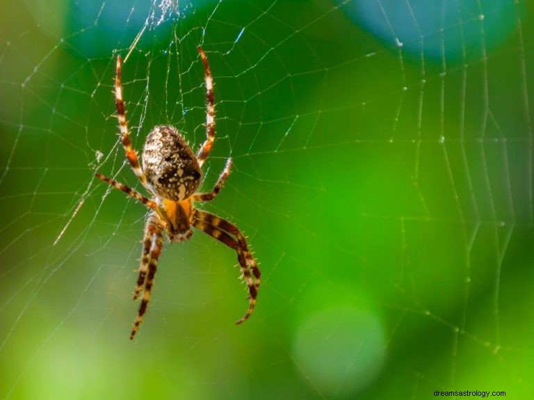 Spinne – Bedeutung und Symbolik von Träumen