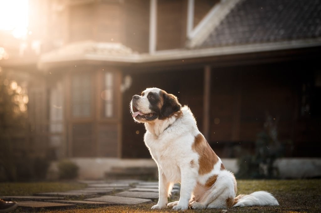 Cane:significato e simbolismo del sogno