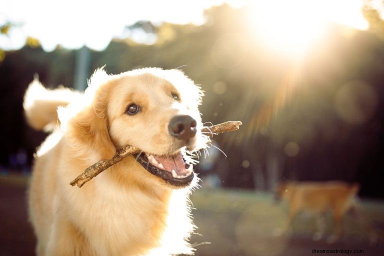 Hond – Betekenis en symboliek van dromen