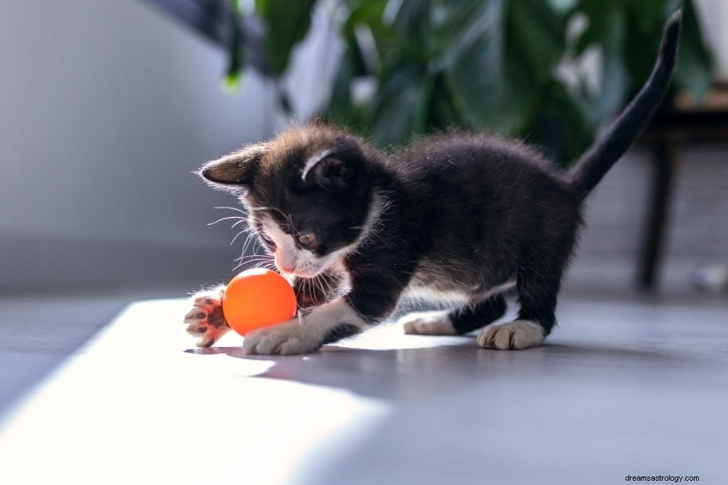 Gatto:significato e simbolismo del sogno