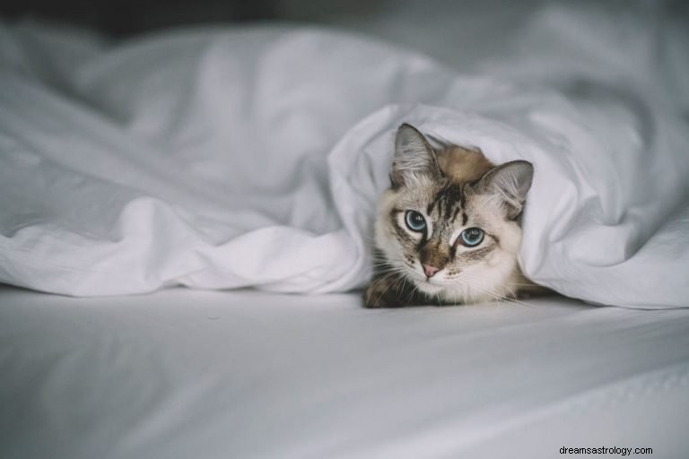 Kočka – význam snu a symbolika