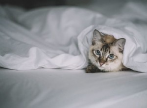 Kočka – význam snu a symbolika
