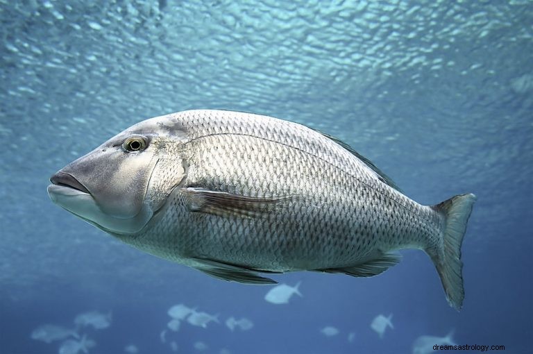 Ikan – Arti Mimpi dan Simbolisme