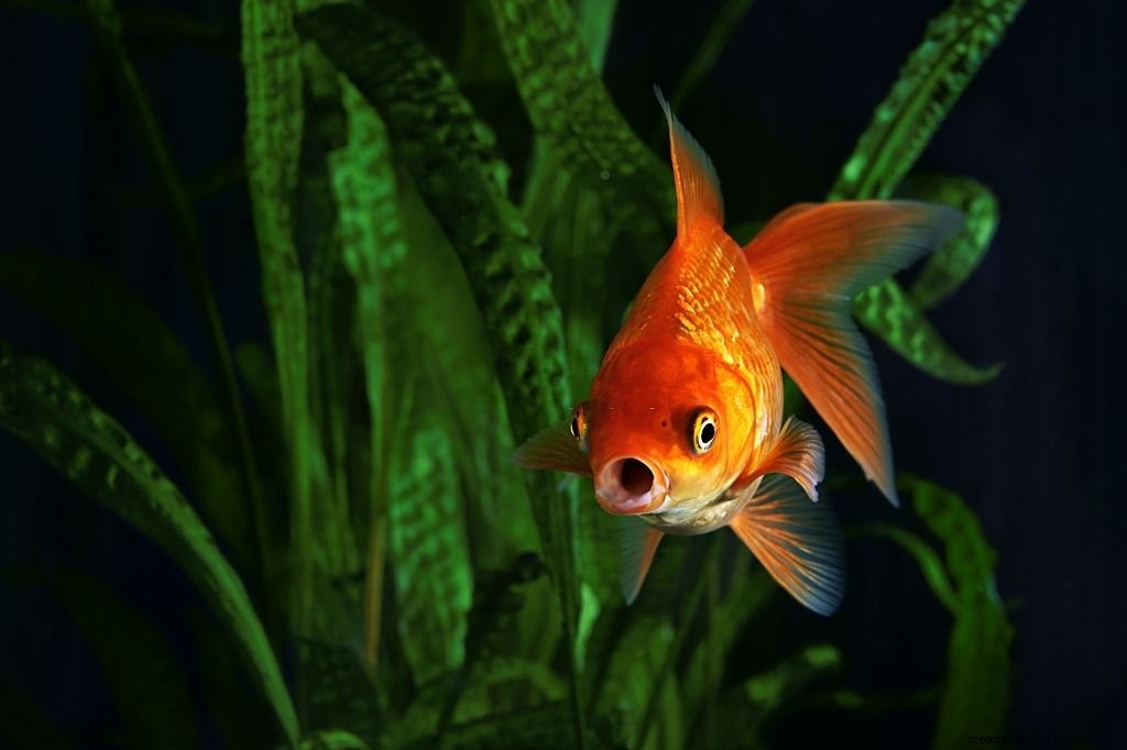 魚 – 夢の意味と象徴