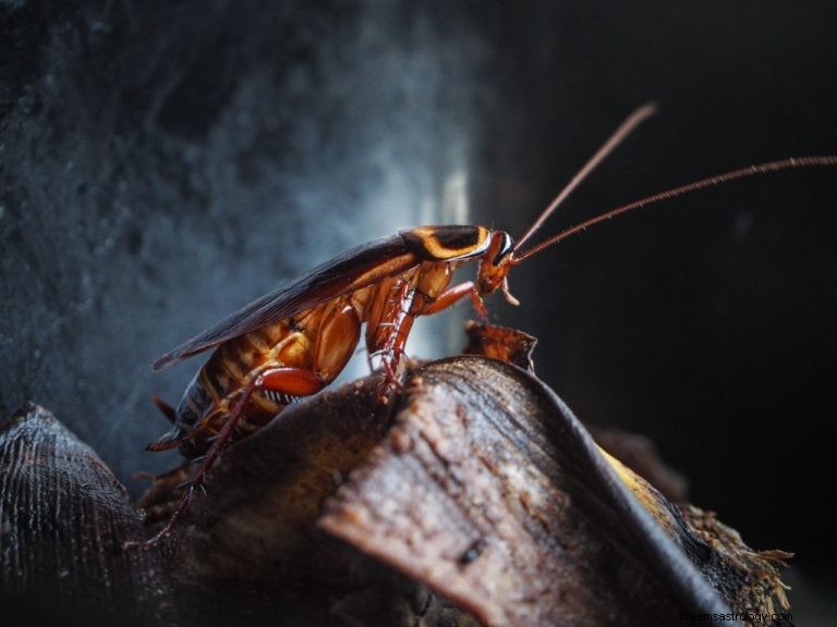 Cucaracha – Significado y simbolismo de los sueños