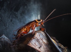 Kakerlake – Bedeutung und Symbolik von Träumen