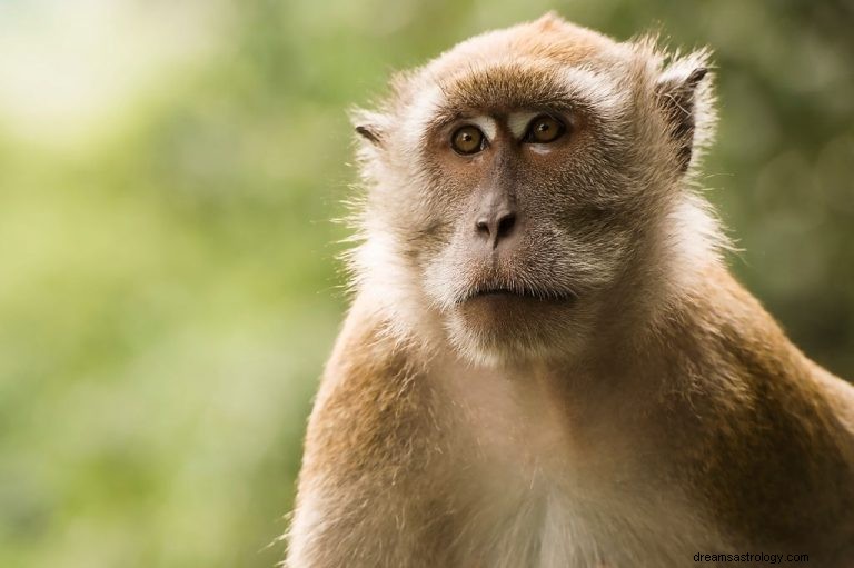 Μαϊμού – Νόημα και συμβολισμός ονείρου