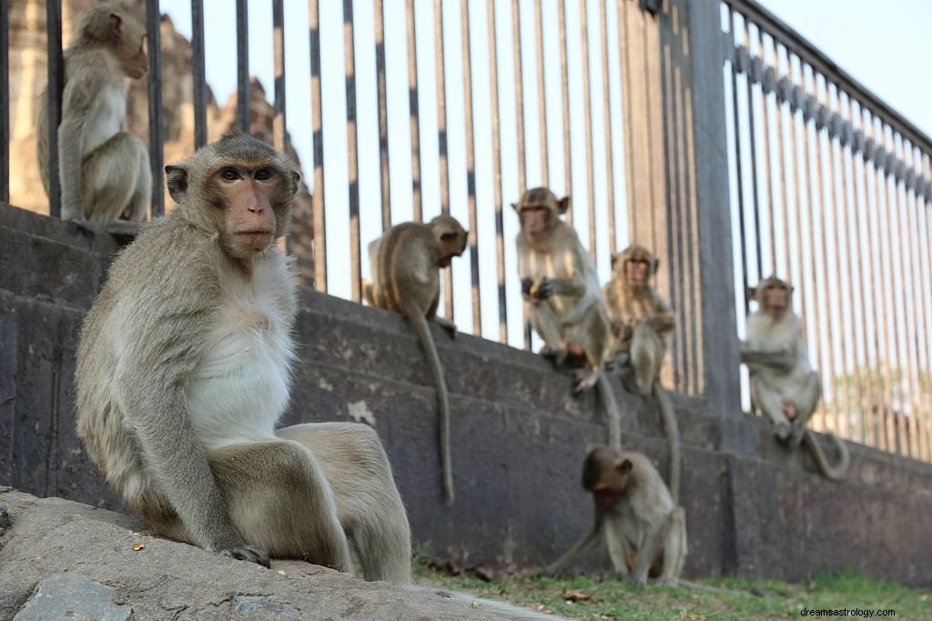 Singe – Signification et symbolisme des rêves