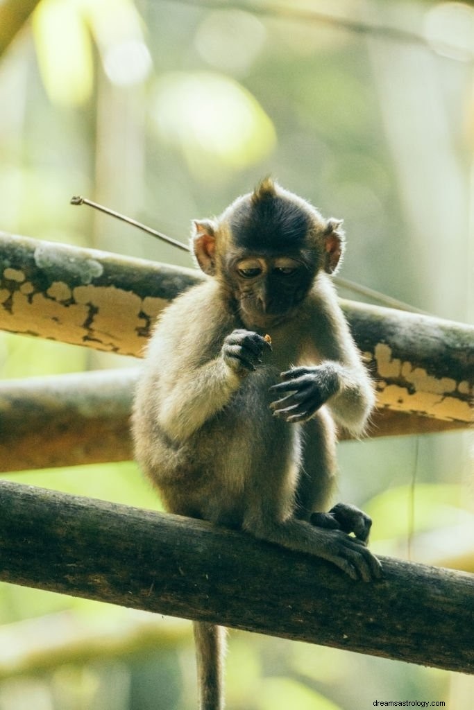 Μαϊμού – Νόημα και συμβολισμός ονείρου