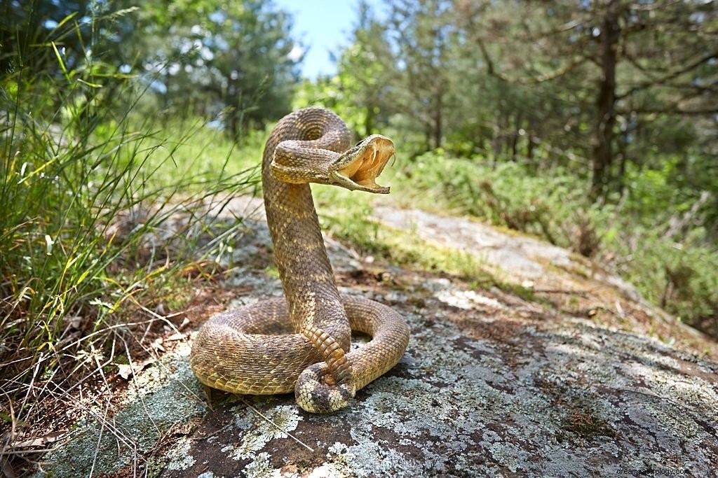 Serpent – ​​Signification et symbolisme des rêves