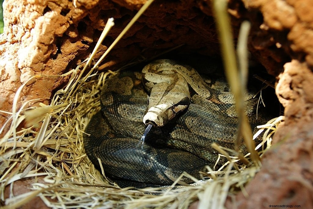 Serpiente – Significado y simbolismo de los sueños