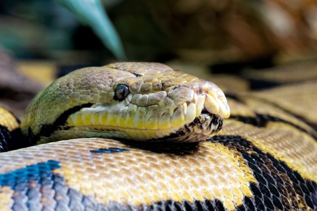 Serpiente – Significado y simbolismo de los sueños