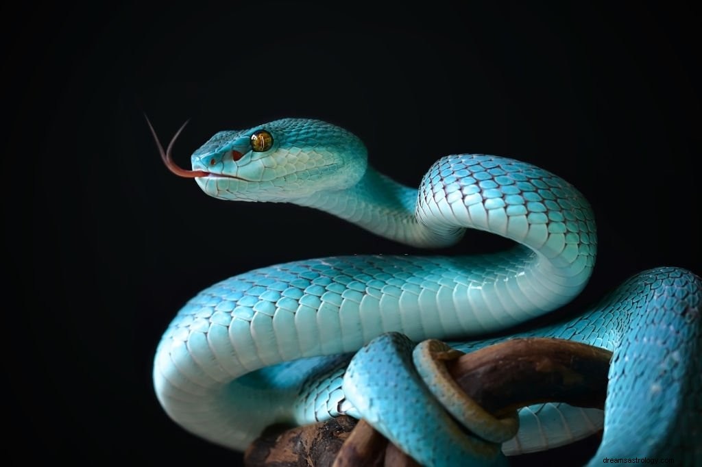 Serpent – ​​Signification et symbolisme des rêves