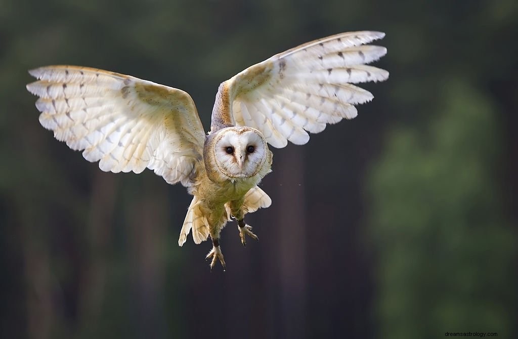 Burung Hantu – Arti Mimpi dan Simbolisme