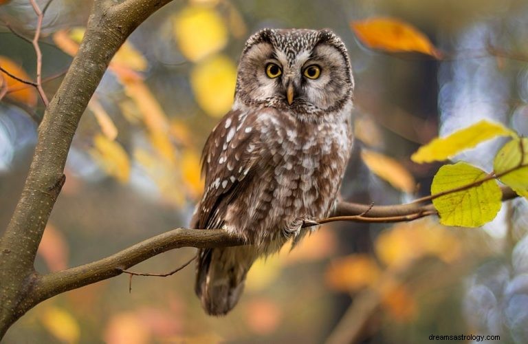 Uil – Betekenis en symboliek van dromen