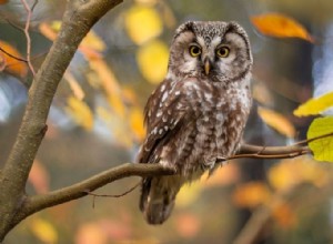 Κουκουβάγια – Όνειρο νόημα και συμβολισμός