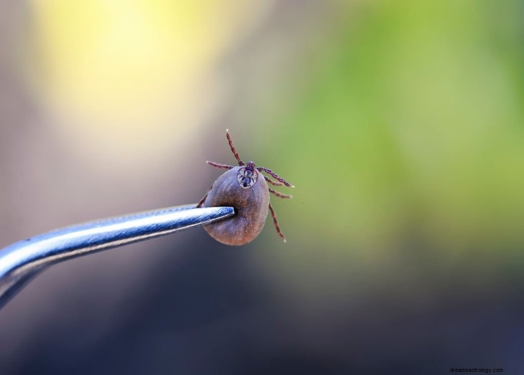 Tick – Drømmebetydning og symbolik