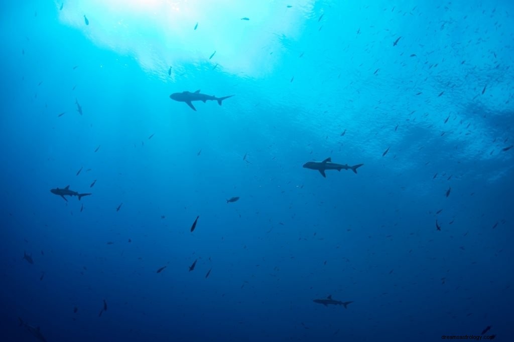 Καρχαρίας – Όνειρο νόημα και συμβολισμός