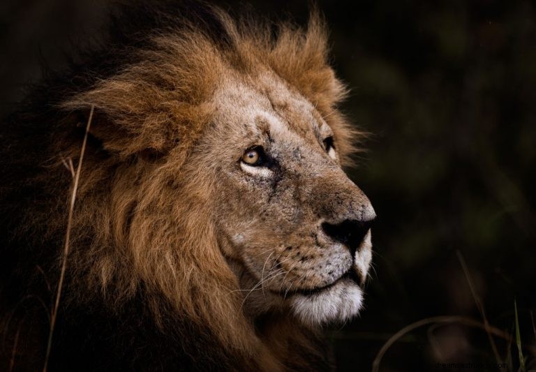Lejon – drömmening och symbolik